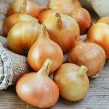 Burrell's Yellow Valencia Onion Seeds – 250mg, Heirloom Long-Day Allium cepa