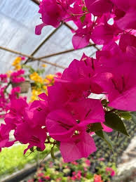 Bougainvillea Fuchsia Pink Unrooted Cuttings – 7 Live 6