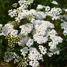 White Yarrow (Achillea millefolium) Seeds - 500 on Pollinator Garden Wildflower