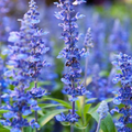Hyssop (Hyssopus officinalis) Seeds - 200 Non-GMO Perennial Herb for Pollinators