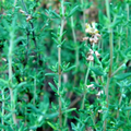 Thyme seeds (Thymus vulgaris) - 1100 Seeds for Cooking, Seasoning & Pollinator Gardens