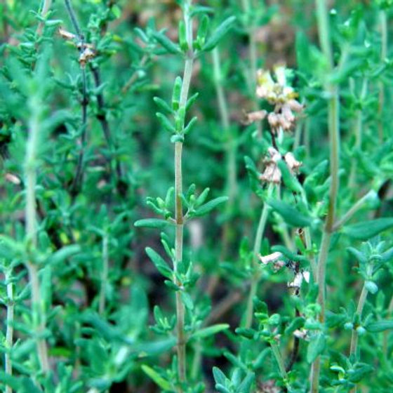 Thyme seeds (Thymus vulgaris) - 1100 Seeds for Cooking, Seasoning & Pollinator Gardens