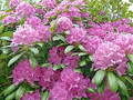 50 Cali Pink Azalea Seeds (Rhododendron macrophyllum) – Pink Blooms, Hardy Garden Plant