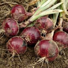 Onion Red Burgundy Short Day Seeds - Heirloom, Mild & Sweet, High Yield, Heat Tolerant (300mg)