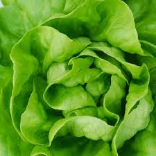 White Boston Buttercrunch Lettuce Seeds - Heirloom, Heat-Tolerant, Slow-Bolting