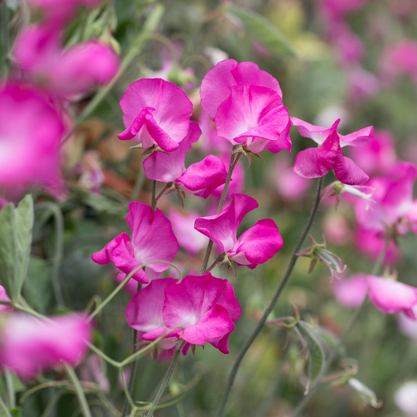 Solstice Rose Sweet Pea Seeds – 50+ Rose-Pink Blooms, Early-Blooming Climbing Vine