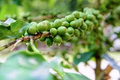 10 Dwarf Arabica Coffee Plant Seeds (Coffea catura) – Indoor Coffee Bean Tree, Compact, Home Gardening