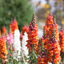 Candy Tops Mix Snapdragon Seeds (Antirrhinum majus) - 1000+ Seeds, Dwarf, Pollinator-Ready