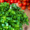 100 Italian Oregano Seeds - Origanum x majoricum | Aromatic Cooking Herb