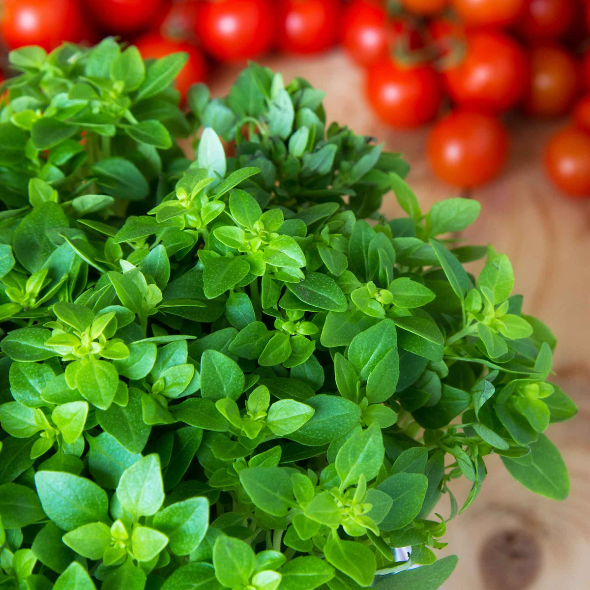 100 Italian Oregano Seeds - Origanum x majoricum | Aromatic Cooking Herb