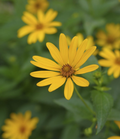 Early Sunflower (Helianthus annuus) Seeds - 250 mg for Planting, Pollinator Garden