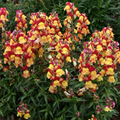 Antirrhinum majus Oriental Lantern Snapdragon Seeds – 1000+ Fiery Blooms for Garden & Cut Flowers