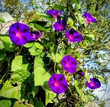 Ipomoea purpurea Mix Tall Morning Glory Seeds - 20 Seeds, 8-10 ft Climber, Blue Purple Pink
