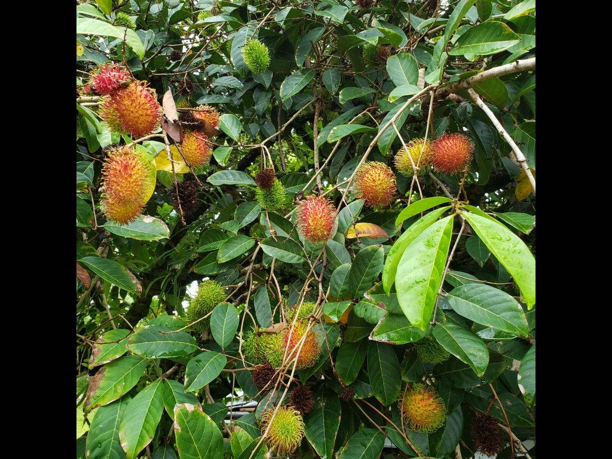 5 Unrooted Rambutan Cuttings (Nephelium lappaceum) 5-6" for Grafting