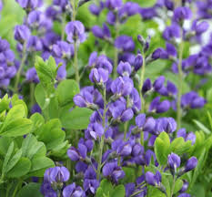 BAPTISIA Wild Indigo Blue Flowers - 50 Seeds | Native Perennial, Non-GMO, Pollinator Garden
