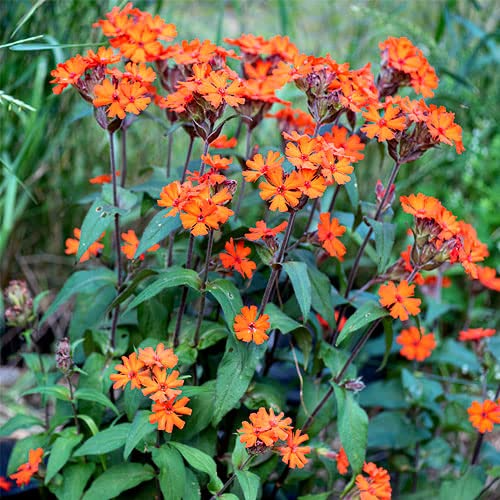 Arkwright's Campion Vesuvius - 100 Seeds, Non-GMO Perennial, Red Blooms