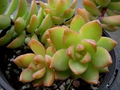 Sedum Adolphi Golden Glow - 3 Live Cuttings, Yellow-Green Rosettes