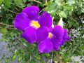 Thunbergia Erecta King’s Mantle Cuttings - 7 Purple Flowering Climbing Shrubs, 6" Unrooted Starter Cuttings