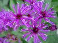 New York Ironweed Seeds (Vernonia noveboracensis) - 500mg - Tall Native Wildflower for Pollinators