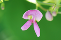 Wild Kidney Bean Vine Seeds – Phaseolus polystachios – 5 Seeds for Planting