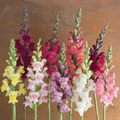 Antirrhinum majus Johnny's Potomac Custom Mix Snapdragon Seeds – 1000+ Premium Seeds