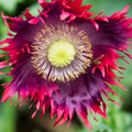 Drama Queen Breadseed Poppy Seeds - 1000 Non-GMO Papaver somniferum (Red/Purple, Frilled Edges)
