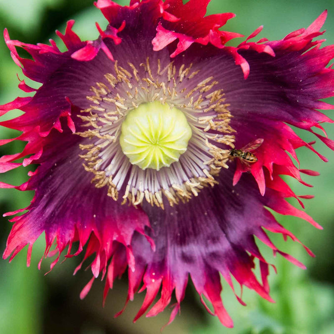 Drama Queen Breadseed Poppy Seeds - 1000 Non-GMO Papaver somniferum (Red/Purple, Frilled Edges)