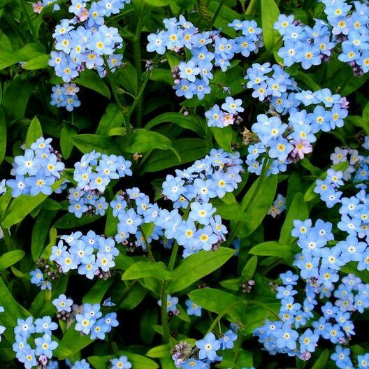 Forget Me Nots BLUE Seeds - 500 Non-GMO Myosotis, Perennial Spring Blooms for Pollinators