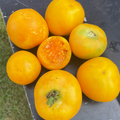 Garden Peach Tomato Seeds - Heirloom Solanum lycopersicum, 30 Seeds