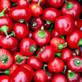 Cherry Hot Red (Cherry Bomb) Pepper Starter Plants — 3 Plants, Mild to Medium Heat