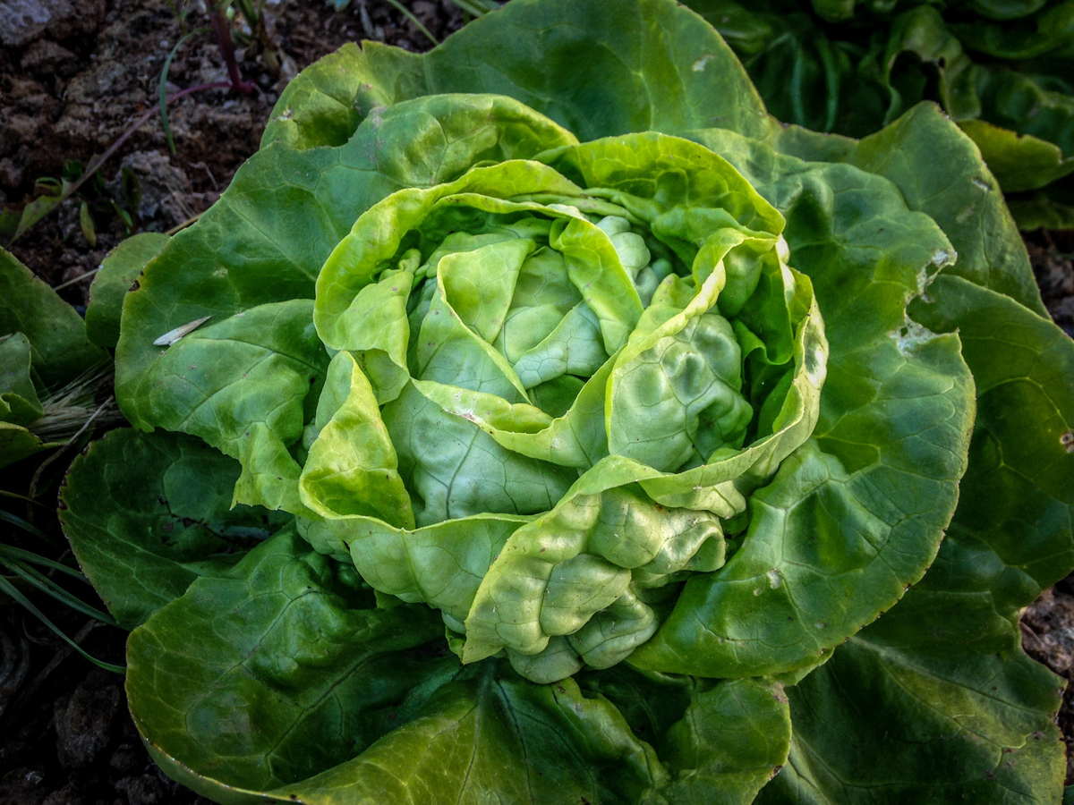 Buttercrunch Butterhead Lettuce Seeds (Lactuca sativa) – 1g, Heirloom, Non-GMO, 800 seeds