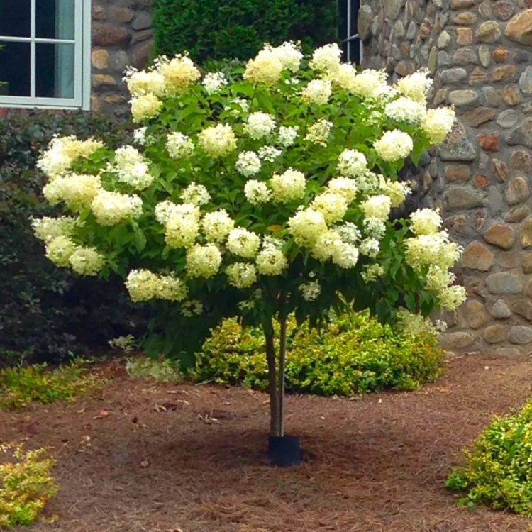 Limelight Hydrangea Paniculata Unrooted Cuttings - 8 Fresh Clones for Rooting