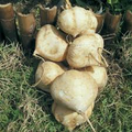 True Jicama Seeds (Pachyrhizus erosus) - Heirloom, Non-GMO, 5 Seeds