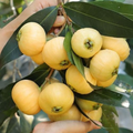Golden Rose Apple (Syzygium jambos) – Live Rooted Starter Plant, 4”+ Tall