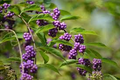 Callicarpa americana Seeds – American Beautyberry Shrub Seeds