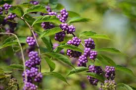 Callicarpa americana Seeds – American Beautyberry Shrub Seeds