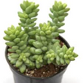 Burro's Tail Succulent Sedum morganianum - Live Rooted Starter Plant in 4" Pot