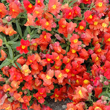Candy Showers Orange Snapdragon Seeds (Antirrhinum majus) - 1000+ Seeds, Trailing Cascade