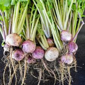 Purple Top White Globe Turnip Seeds (Brassica rapa) - 1000 mg Heirloom