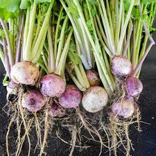 Purple Top White Globe Turnip Seeds (Brassica rapa) - 1000 mg Heirloom