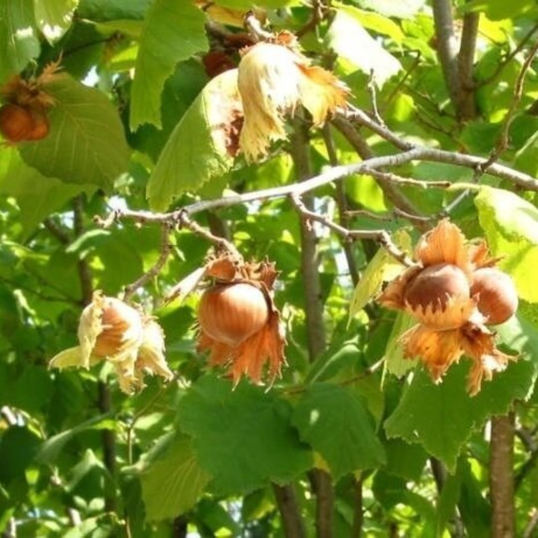 2 Bare Root American Hazelnut Trees (Corylus americana) 6-12" - Ready to Plant