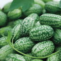 Mexican Sour Gherkin Seeds (Cucamelon) - Melothria Scabra, 75 Days, Deer-Resistant