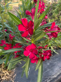 Oleander Red - 7 Live 6" Unrooted Cuttings | Drought-Tolerant Evergreen Flowering Hedge