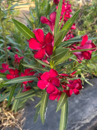 Oleander Red - 7 Live 6" Unrooted Cuttings | Drought-Tolerant Evergreen Flowering Hedge