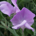 Nice Sweet Pea Seeds Bi-Color Pink & Lavender – 50+ Seeds, Fragrant Climbing Vines