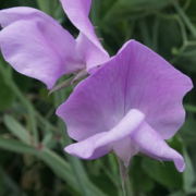 Nice Sweet Pea Seeds Bi-Color Pink & Lavender – 50+ Seeds, Fragrant Climbing Vines