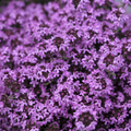 500 Creeping Thyme PURPLE Seeds | Fragrant Groundcover Perennial | Thymus serpyllum