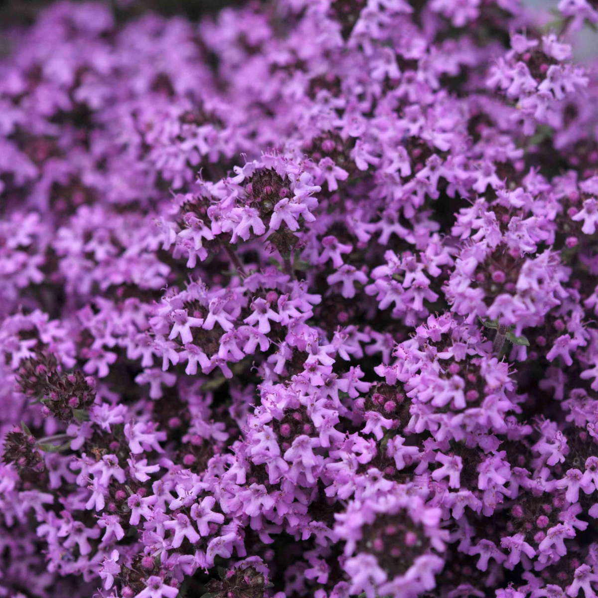 500 Creeping Thyme PURPLE Seeds | Fragrant Groundcover Perennial | Thymus serpyllum
