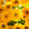 Zinnia Lemon Meringue Mix Seeds - 200 Non-GMO Annual Flowers for Pollinators