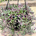 Othonna Capensis Ruby Necklace Cuttings - 4-6” Long, Trailing Succulent (4 Pieces)